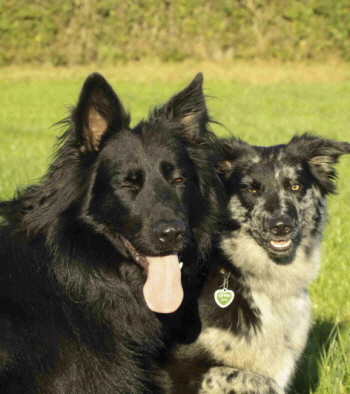 Hier gehts zur Schulhundeausbildung